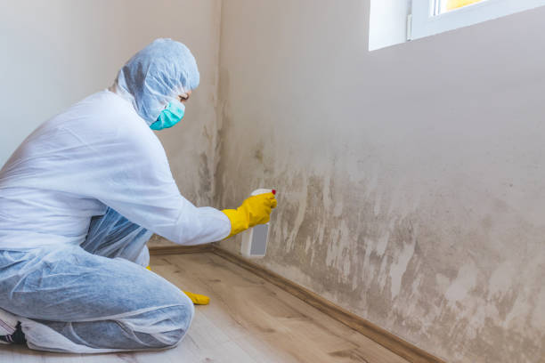 Licensed Crawl Space Mold Removal service in Mount Savage, MD - WQB Mold Removal